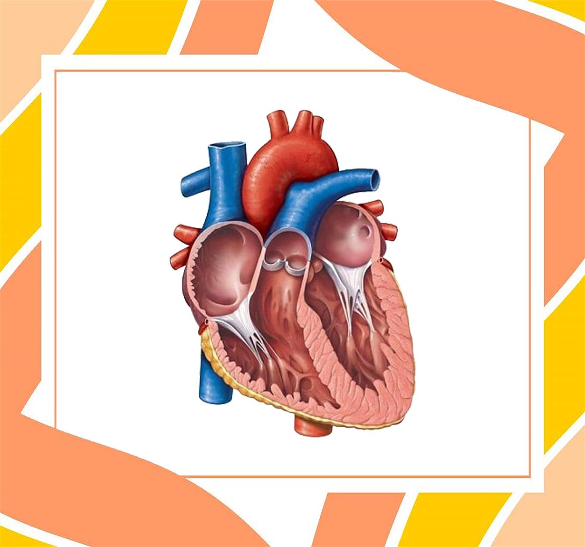 کارگاه تشریح قلب بارویکرد تطبیق درسهای تئوری و عملی جهت تثبیت یادگیری درس زیست شناسی پایه دهم  رشته تجربی  سرکار خانم رحمانی   